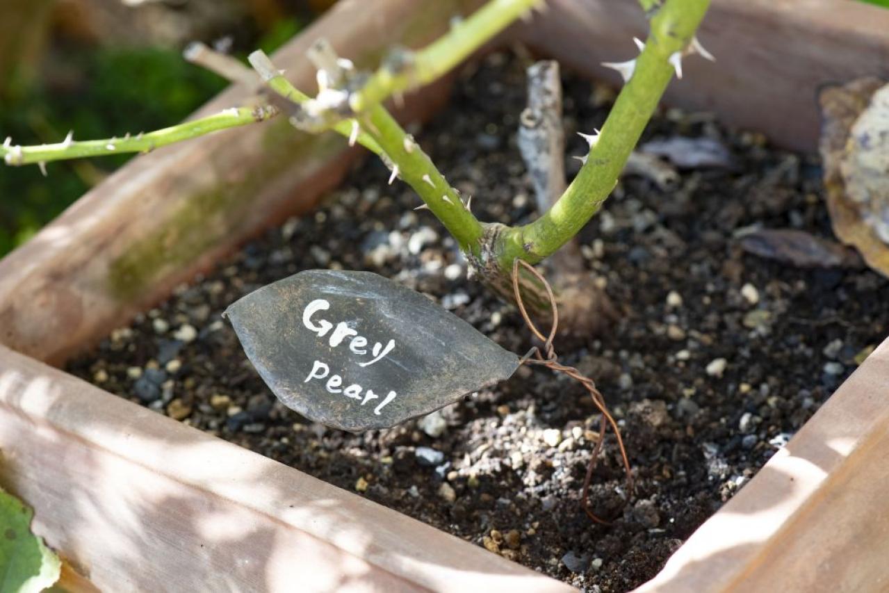 【ガーデニング】簡単に作れる“リメ缶アレンジメント”で庭作りをもっと楽しく！（画像3）