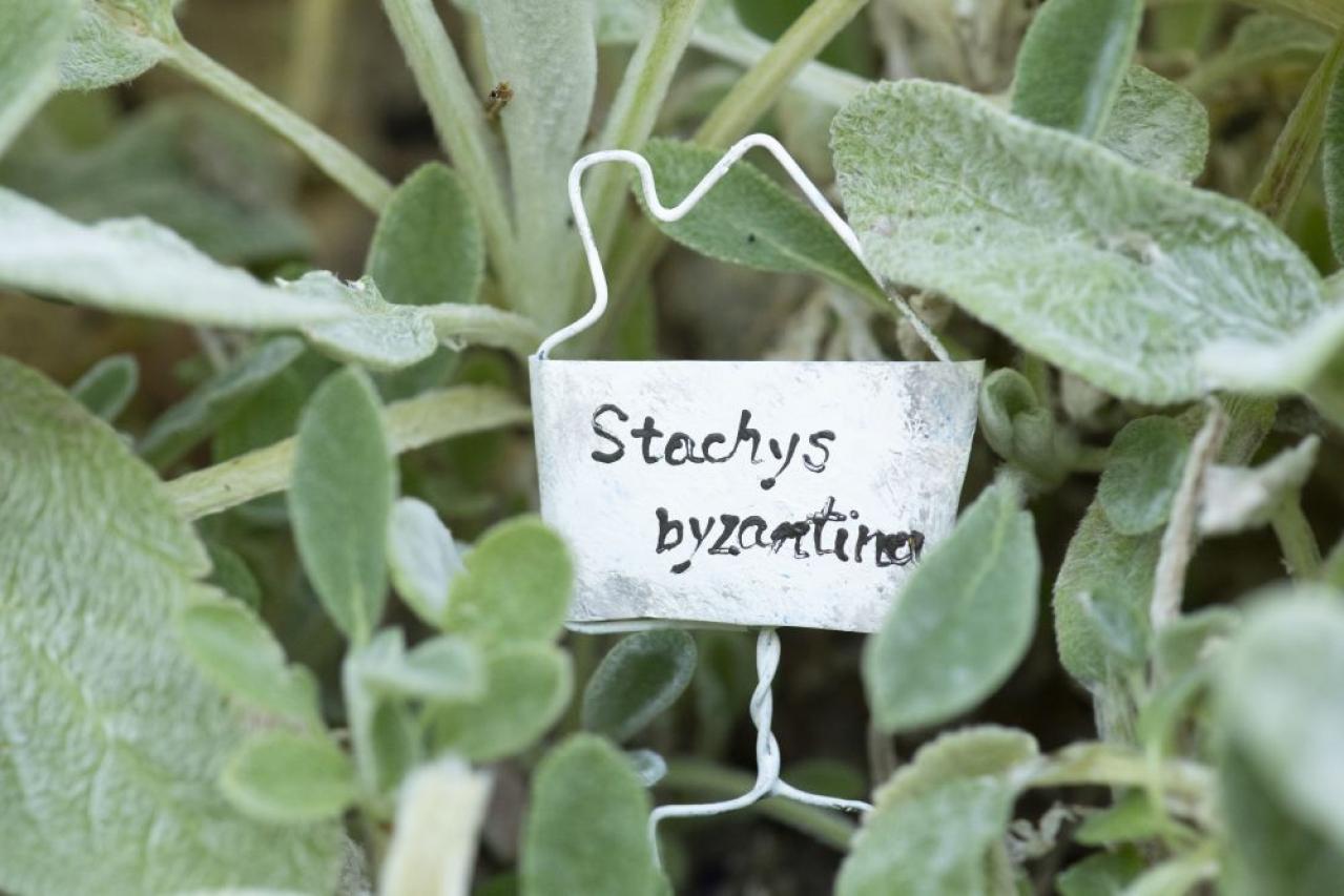 【ガーデニング】簡単に作れる“リメ缶アレンジメント”で庭作りをもっと楽しく！（画像23）