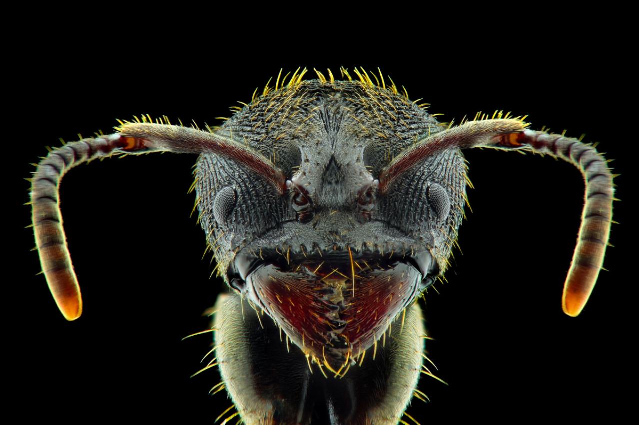 フランツ・カフカの『変身』あらすじ紹介。ある朝目覚めて巨大な昆虫に変身していたら…