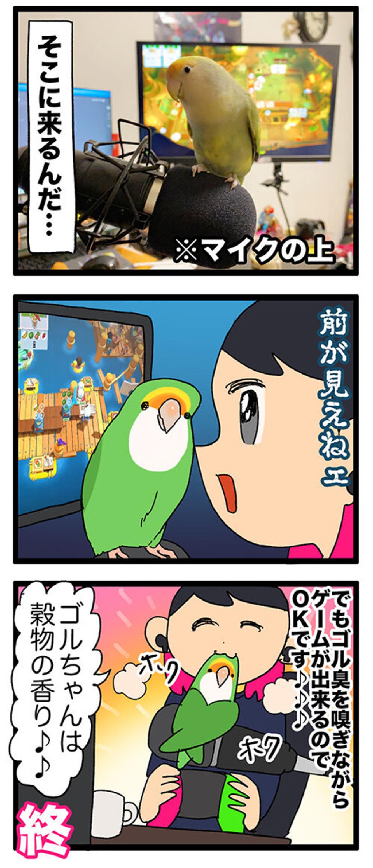 【鳥マンガ＃36】ゲーム中の視界をふさぐインコ／愛鳥の爆撃サインがわかった！（画像4）