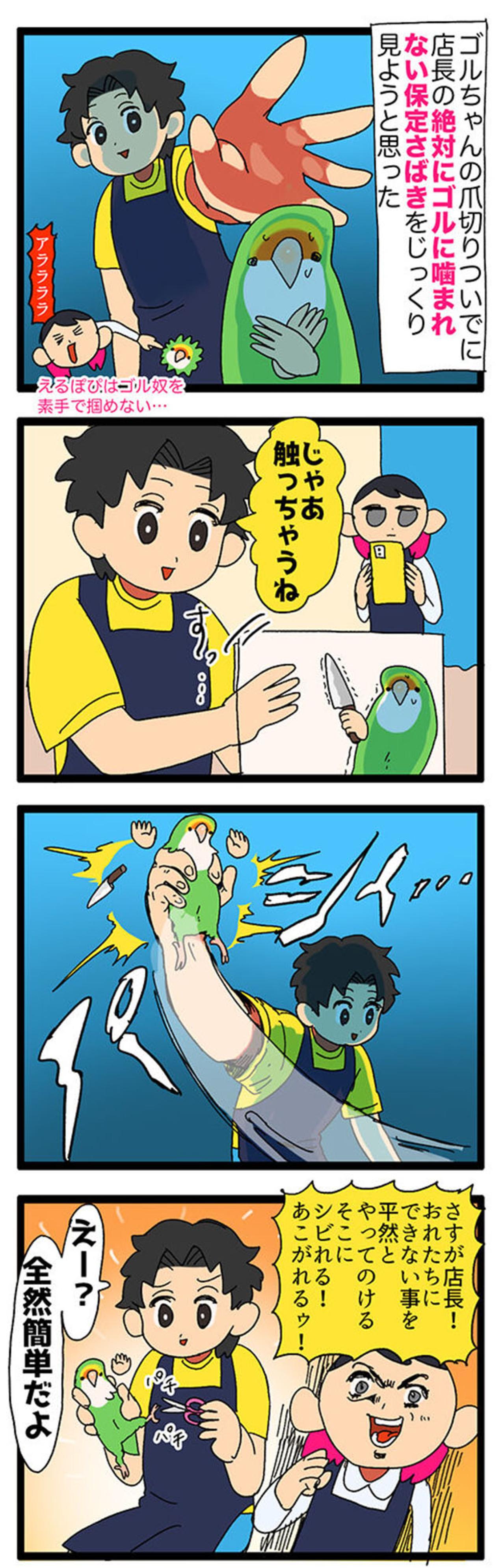 【鳥マンガ＃35】女帝インコに絶対負けない店長／仕事に遅刻しそうになる飼い主あるあるとは？（画像3）
