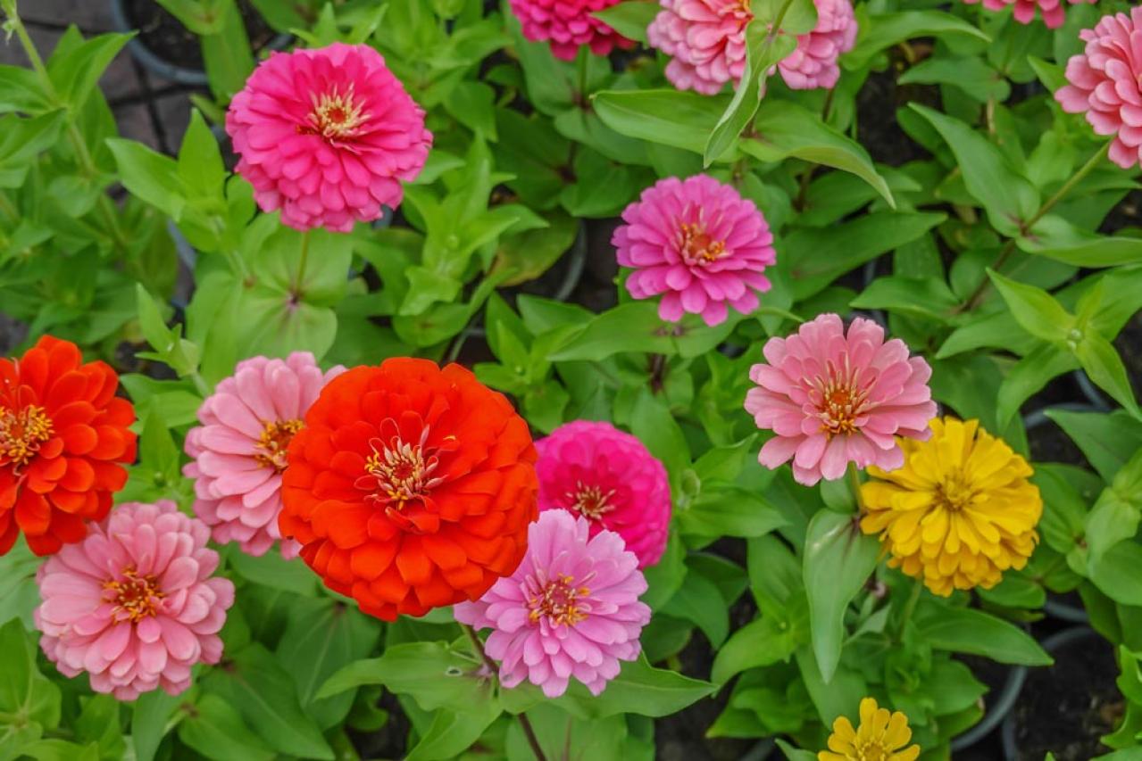 【ガーデニング】晩春から秋まで咲くおすすめの花［8選］いつも花のある庭に！（画像7）