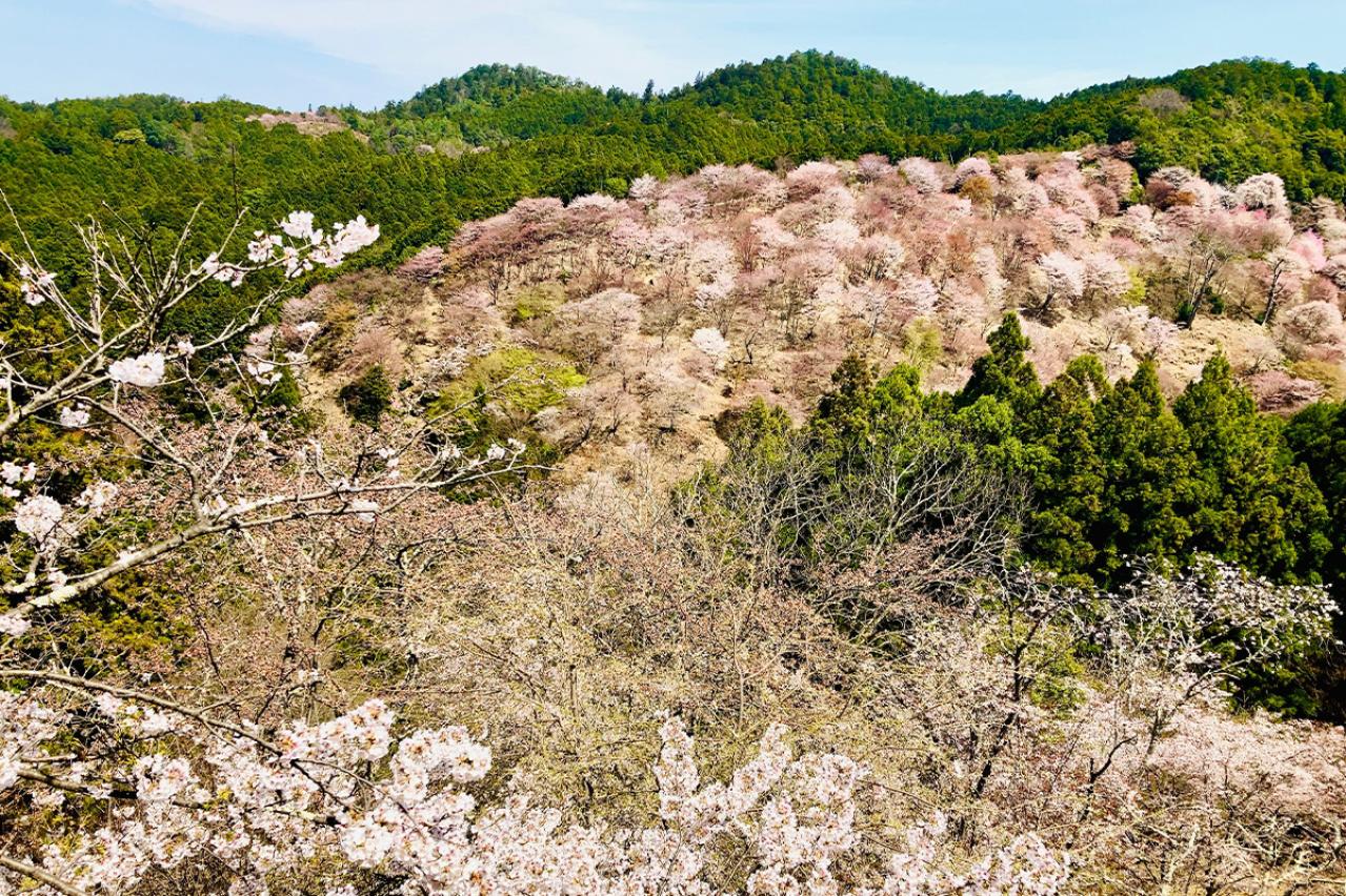 古典民話の『花咲かじじい』あらすじ紹介。正直と欲深さがもたらす運命の物語