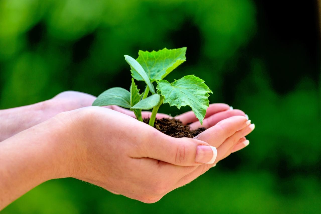 【遺贈寄付】遺言が不要で手軽にできる「信託による寄付」とは？