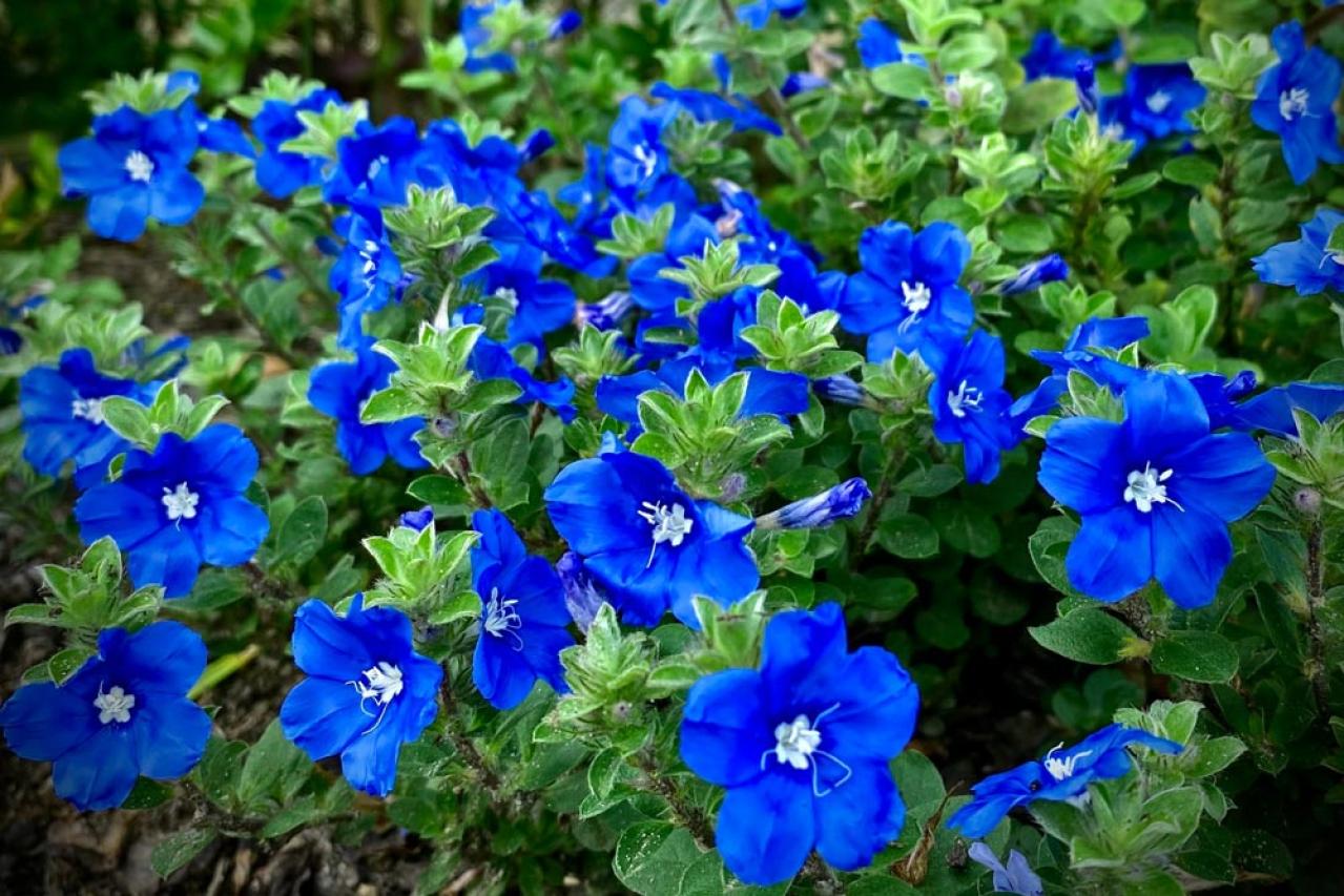 【ガーデニング】晩春から秋まで咲くおすすめの花［8選］いつも花のある庭に！（画像3）