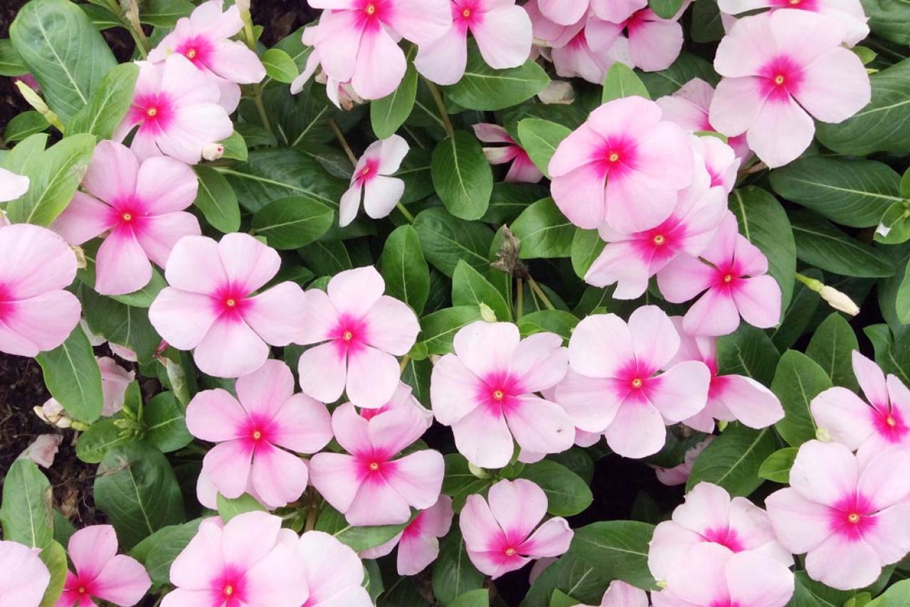 【ガーデニング】晩春から秋まで咲くおすすめの花［8選］いつも花のある庭に！（画像2）