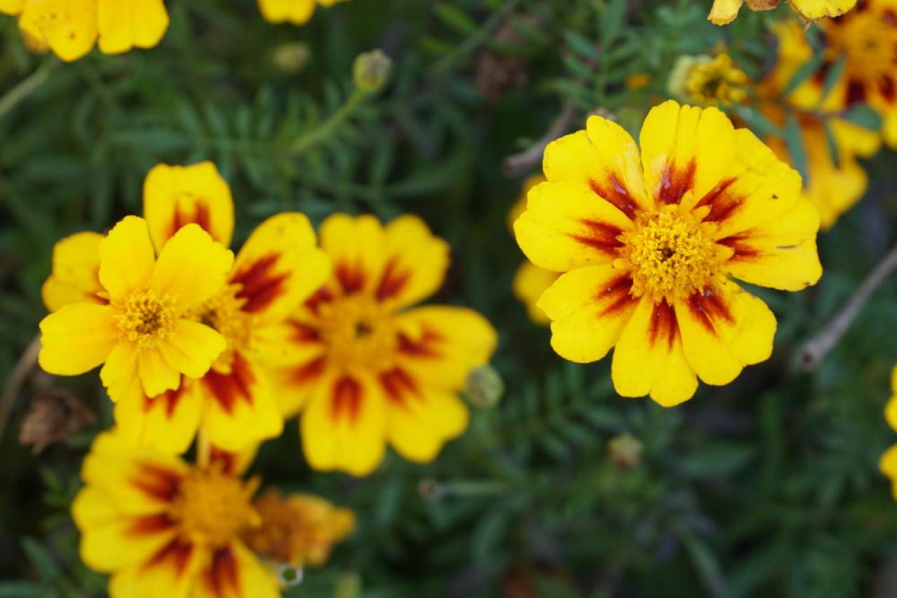 【ガーデニング】晩春から秋まで咲くおすすめの花［8選］いつも花のある庭に！（画像6）