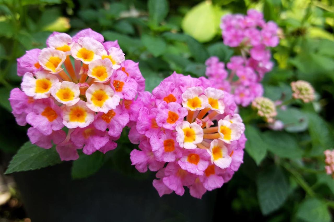 【ガーデニング】晩春から秋まで咲くおすすめの花［8選］いつも花のある庭に！（画像10）