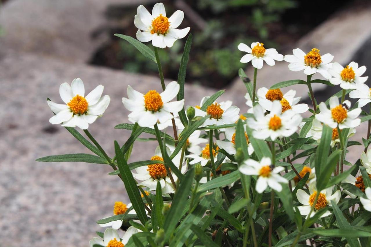 【ガーデニング】晩春から秋まで咲くおすすめの花［8選］いつも花のある庭に！（画像8）