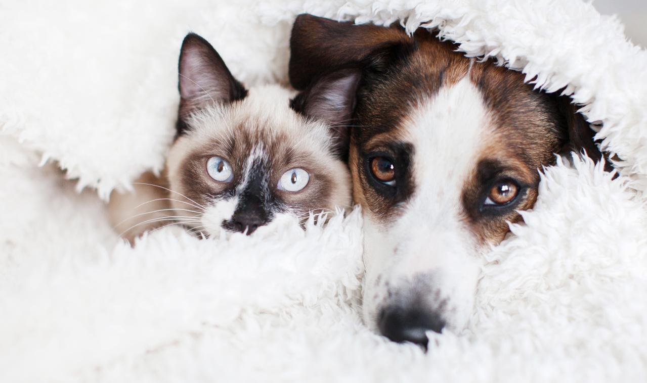 犬と猫、こわがりなのはどっち？ そっと寄り添うためのヒント集