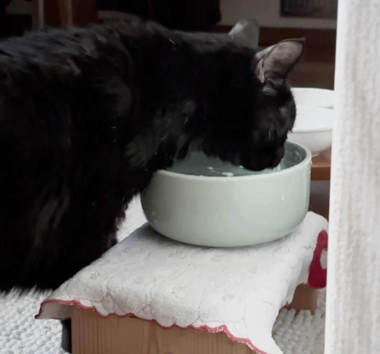 【マンガ・老猫日誌＃26】水をもっと飲ませる方法、桃姐の場合。19歳の元保護猫（画像4）