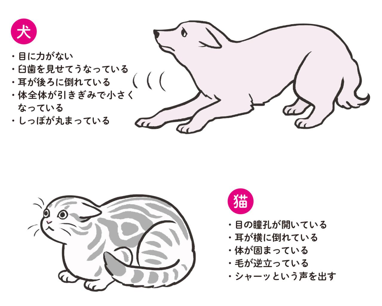 犬と猫、こわがりなのはどっち？ そっと寄り添うためのヒント集（画像3）