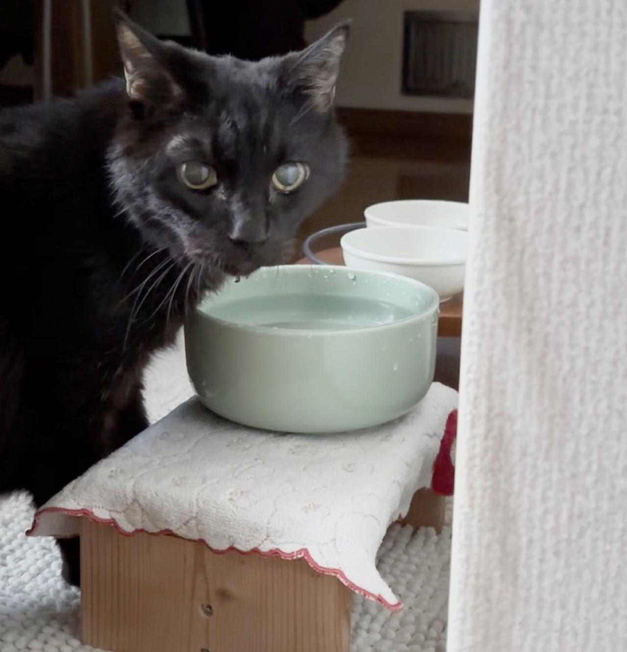 【マンガ・老猫日誌＃26】水をもっと飲ませる方法、桃姐の場合。19歳の元保護猫（画像5）