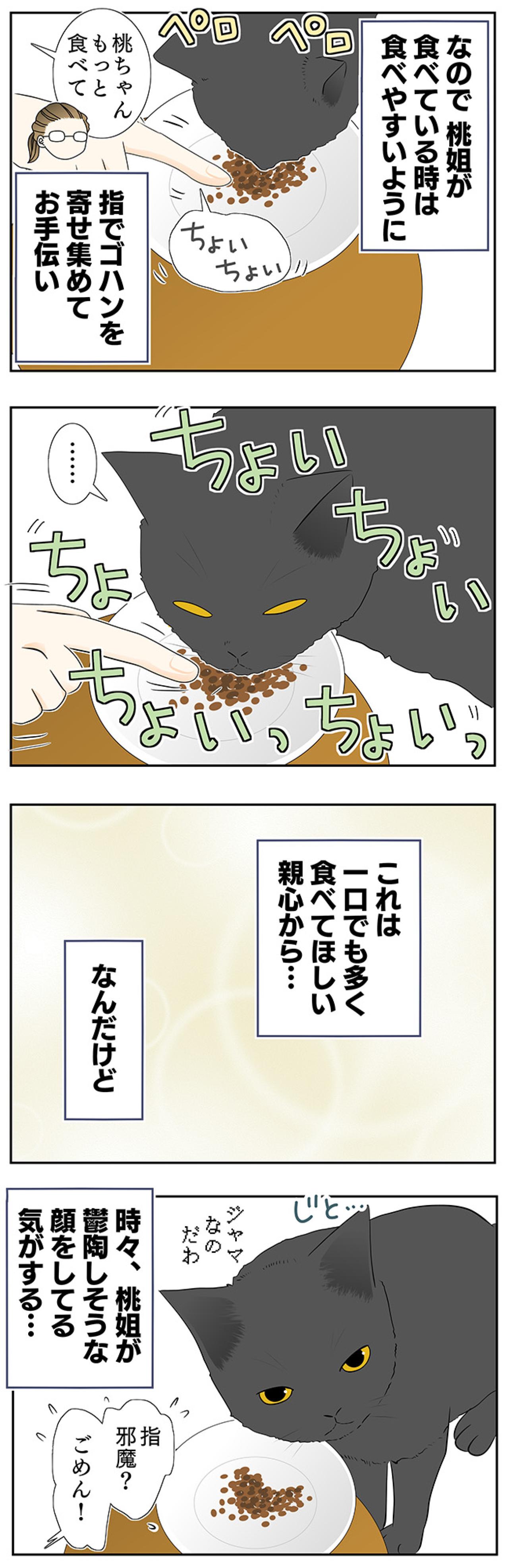 【老猫マンガ】鬱陶しそうな顔をする猫…18歳の元保護猫・桃姐［＃25］（画像3）