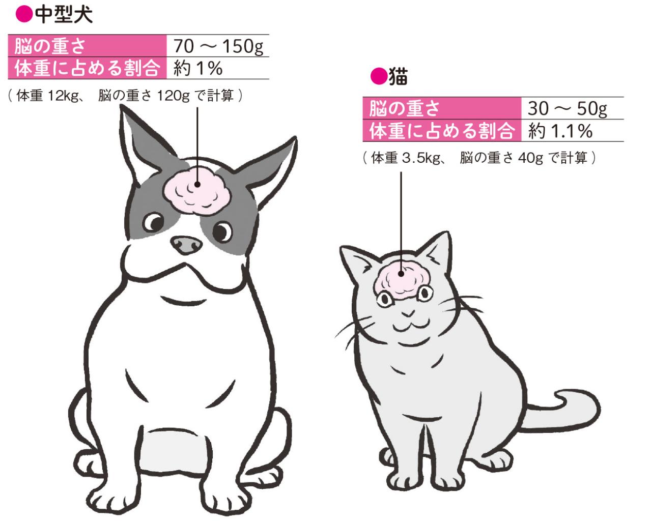 犬と猫、言葉をよく理解するのはどっち？ 研究で見えてきた意外な真実（画像2）