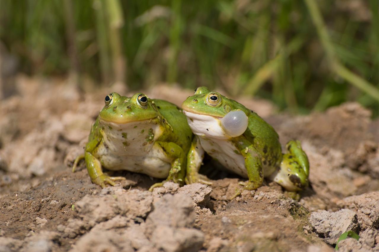 新美南吉の『二ひきの蛙』あらすじ紹介。緑と黄色の蛙が色の違いで争う。そこに秘められた教訓