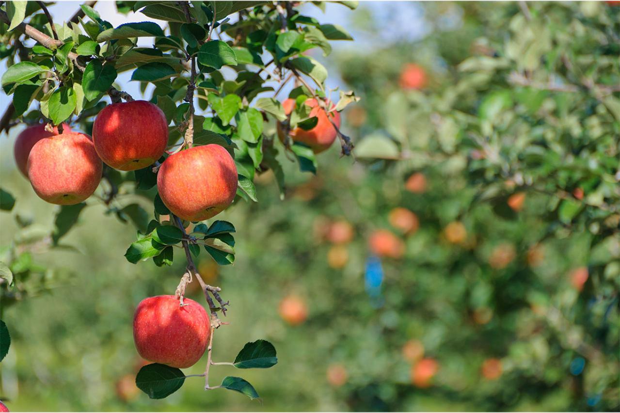 太宰治の『津軽』あらすじ紹介。不思議な郷愁と人々の温もりにふれる旅 