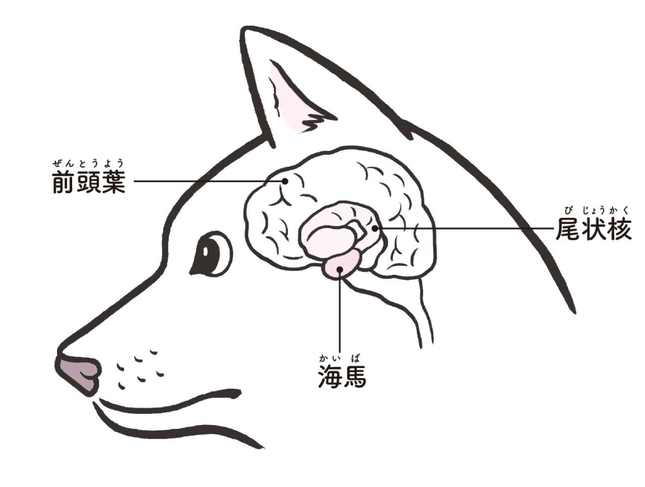 犬と猫、記憶力がいいのはどっち？残るのは楽しい思い出？それともイヤな記憶？（画像2）