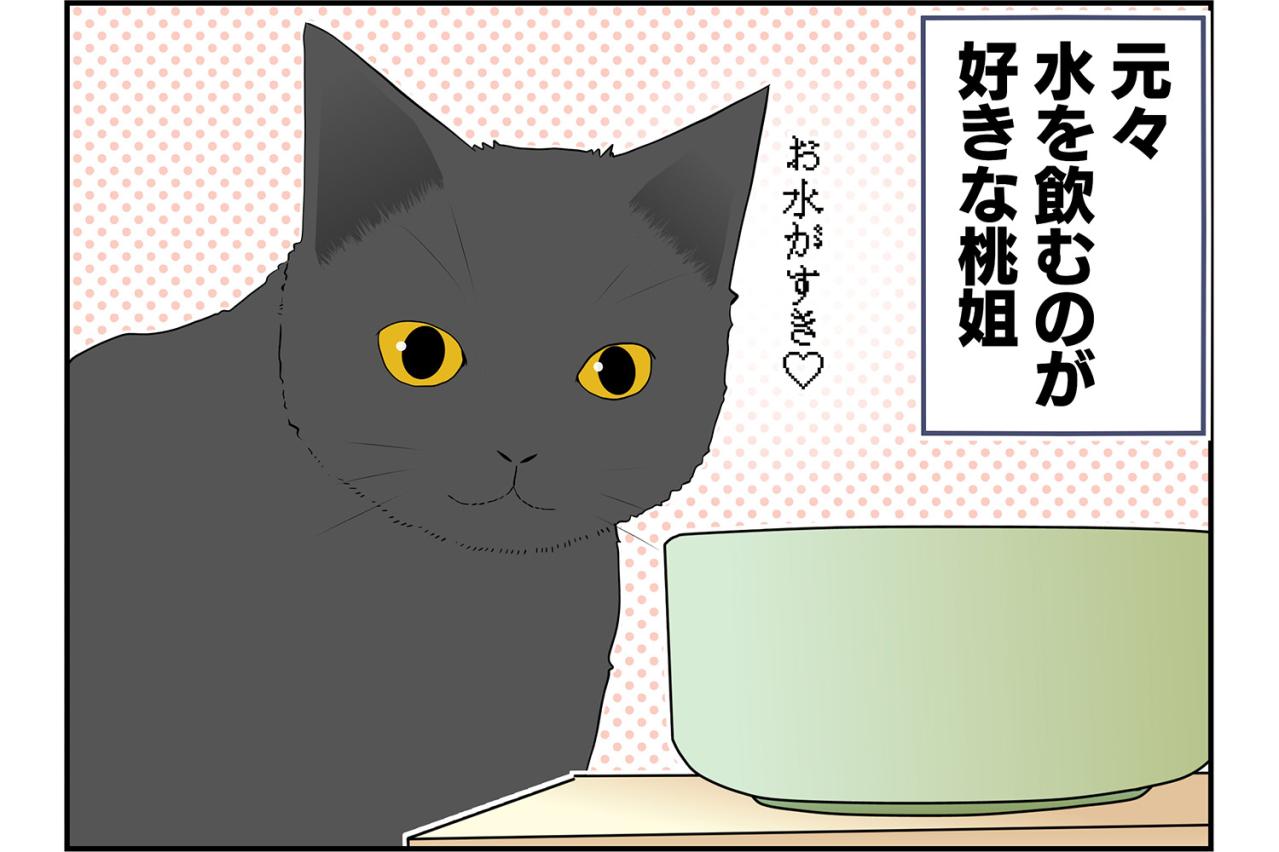 【老猫マンガ】水をもっと飲ませる方法、桃姐の場合。18歳の元保護猫［＃26］