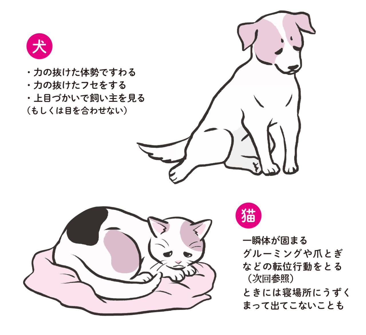 犬と猫、落ち込みやすいのはどっち？　動物学者に聞く「こころのサイン」（画像3）