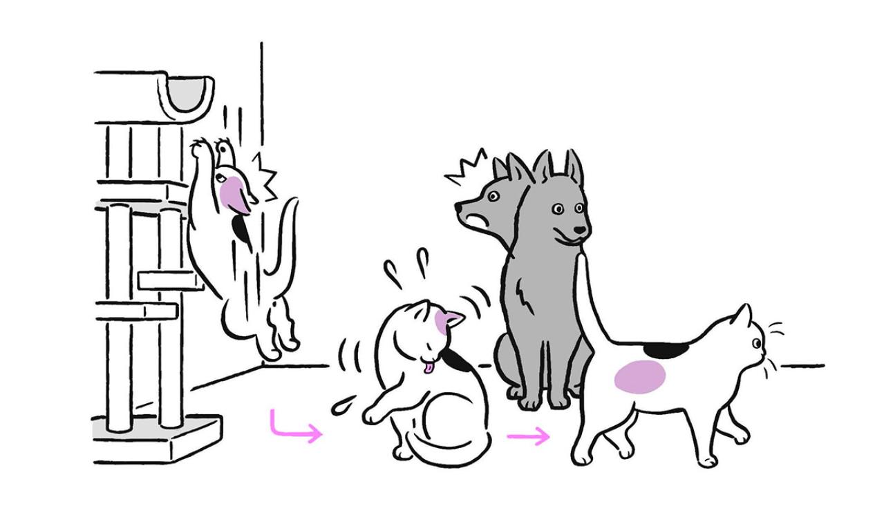 犬と猫、立ち直りが早いのはどっち？ 私たちも見習いたい“切り替え力”（画像2）