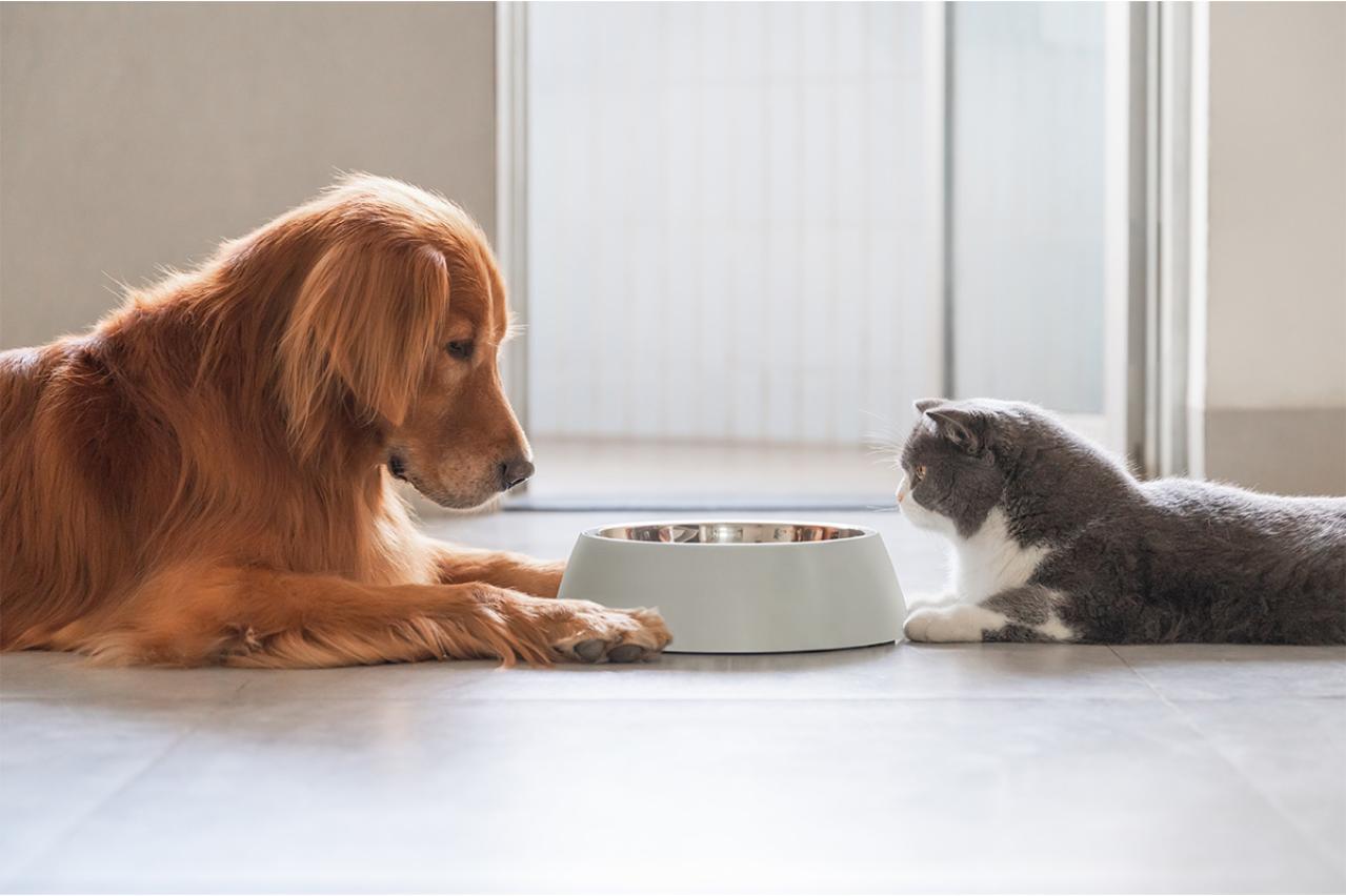「好きな食べ物が出てくるまで待つ」のはどっち？ 犬と猫の“好き嫌い事情”