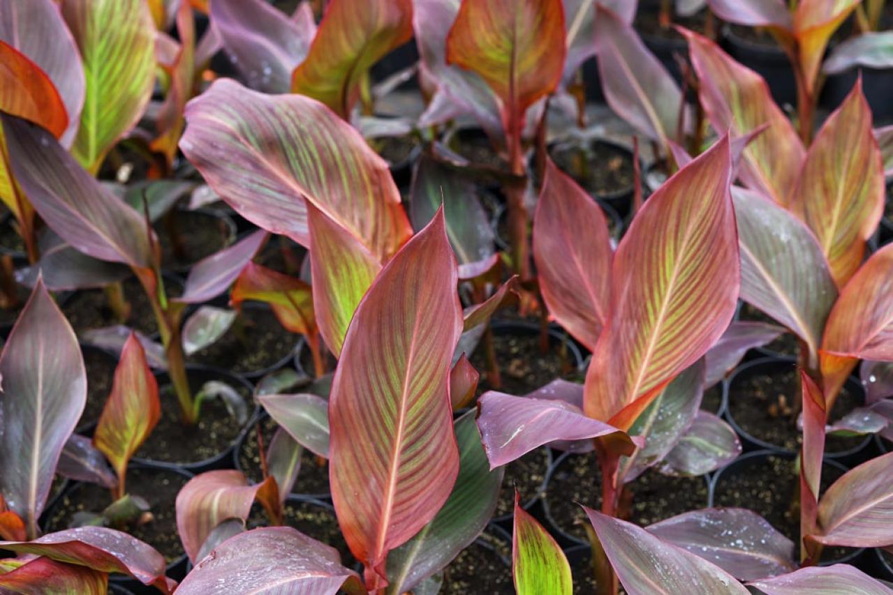 【ガーデニング】リーフプランツ3タイプで庭と寄せ植えをセンスよく！［リーフ9選］（画像7）