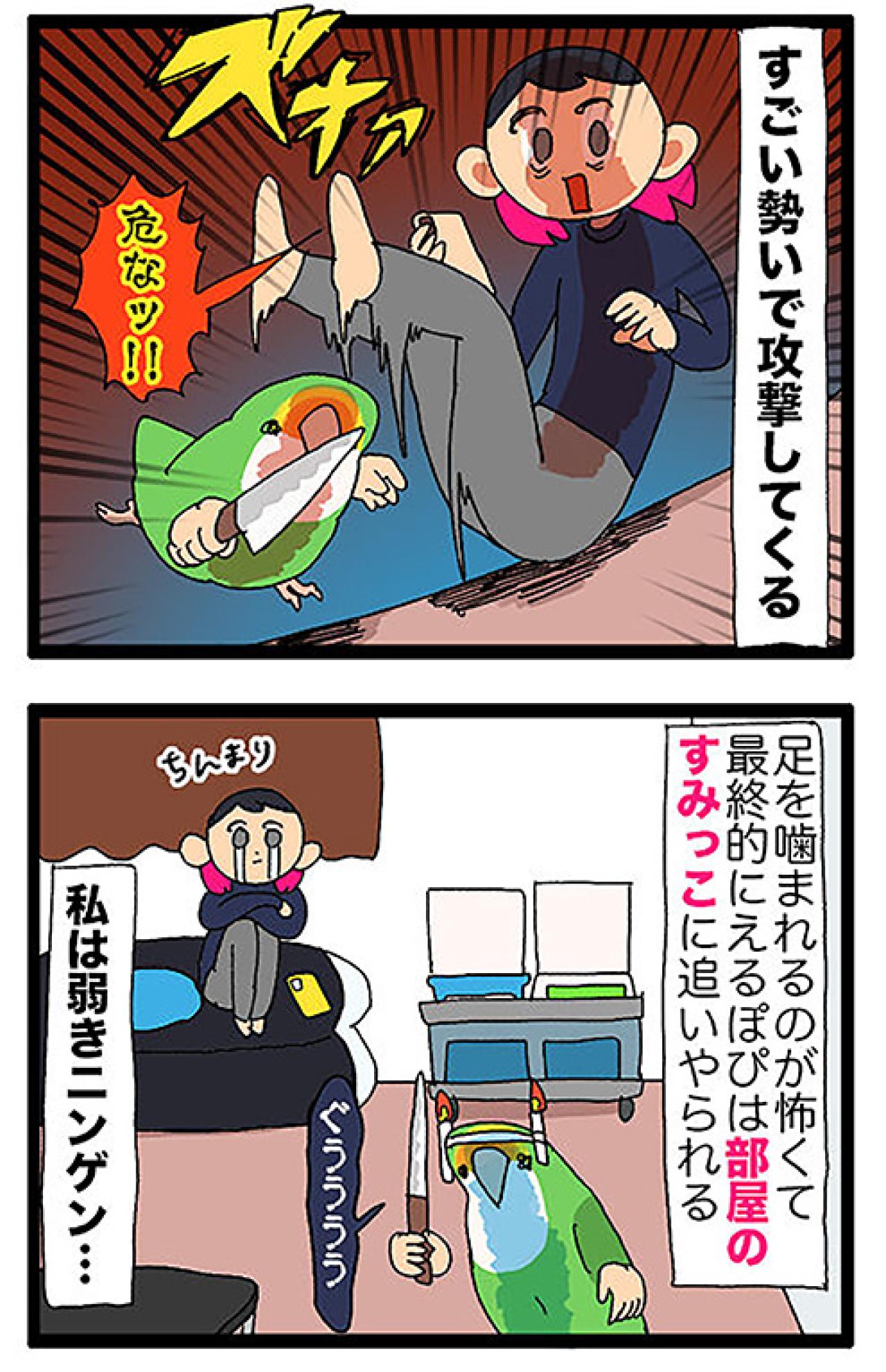 【鳥マンガ＃44】女帝インコに足を向けてはいけない／飼い主キュン死！ゴルちゃんが飼い主に頬寄せてきたら…（画像4）