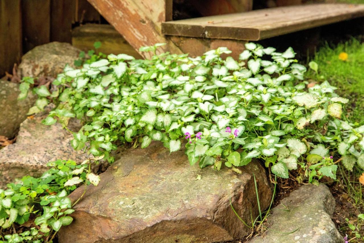 【ガーデニング】リーフプランツ3タイプで庭と寄せ植えをセンスよく！［リーフ9選］（画像12）