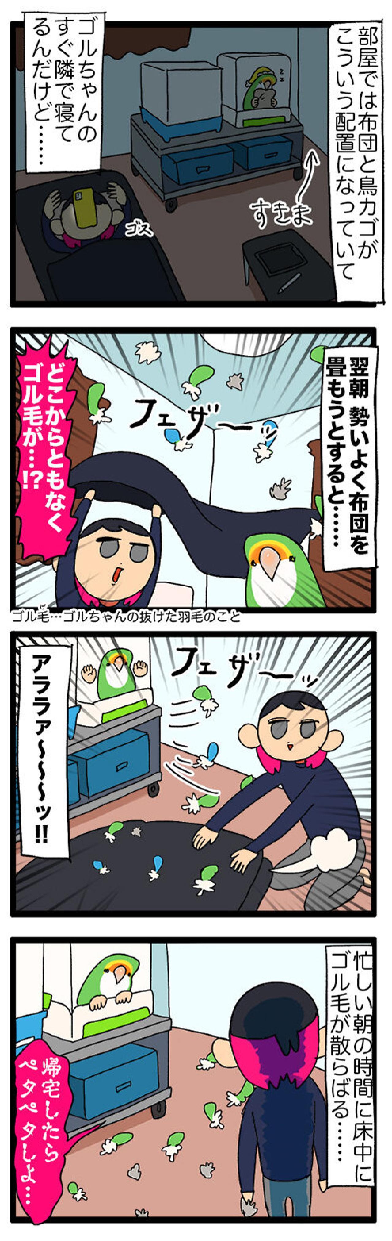 【鳥マンガ＃39】忙しい時間に散らばるインコの毛／おもちゃを絶対に許さないゴルちゃん（画像3）