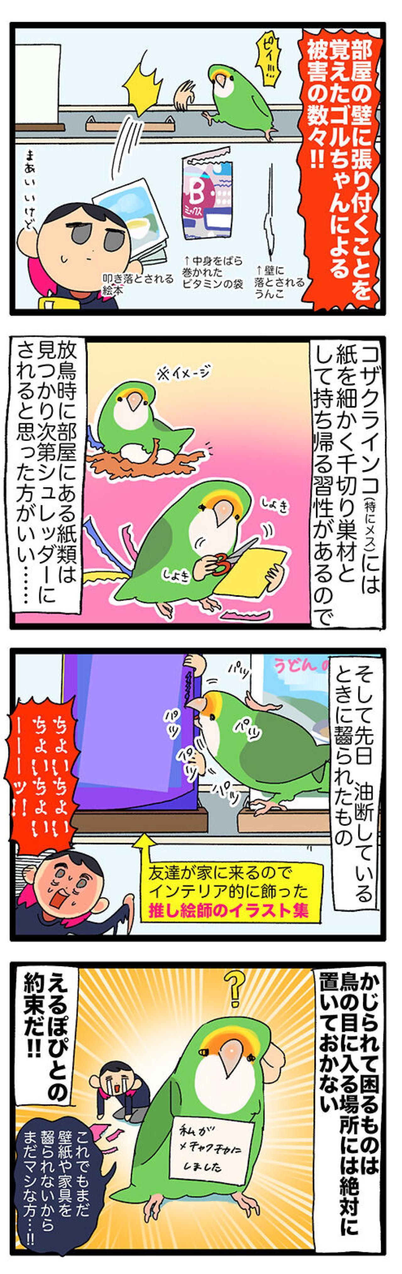 【鳥マンガ＃42】女帝インコが攻略できなかったのは？／インコのせいで自宅の壁が殺風景な理由（画像5）