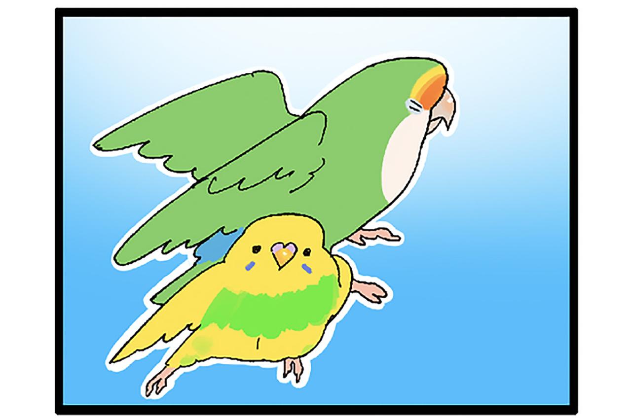 【鳥マンガ＃45】心を鬼に…インコの噛み癖の直し方／女帝インコは常に戦闘態勢！