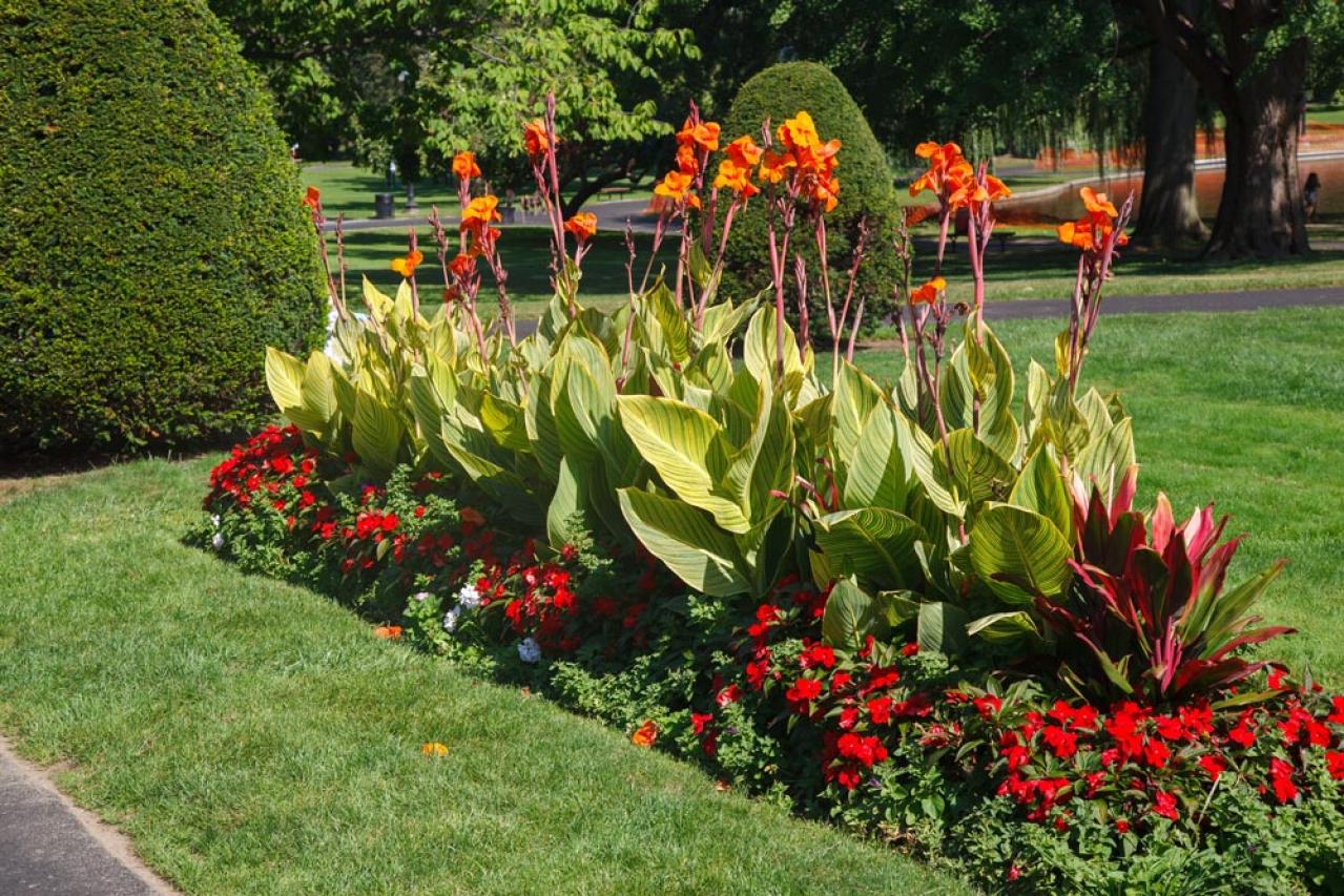 【ガーデニング】リーフプランツ3タイプで庭と寄せ植えをセンスよく！［リーフ9選］（画像8）