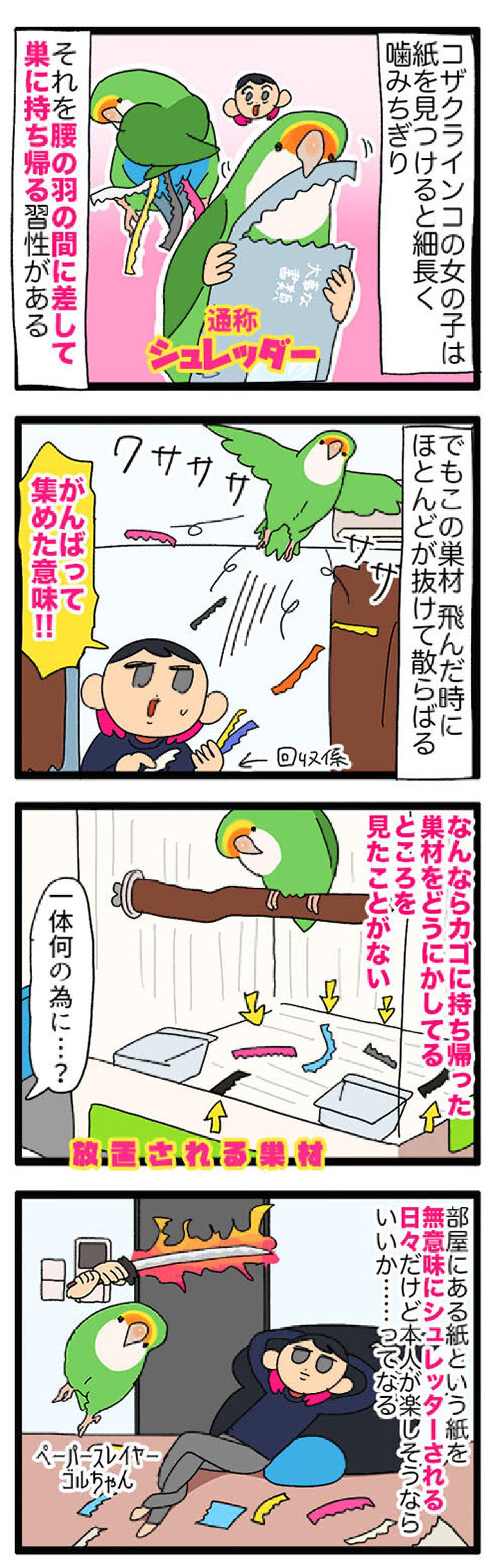 【鳥マンガ＃38】なんとも無駄なゴルちゃんの巣材集め／突如女帝インコに襲われる飼い主（画像3）