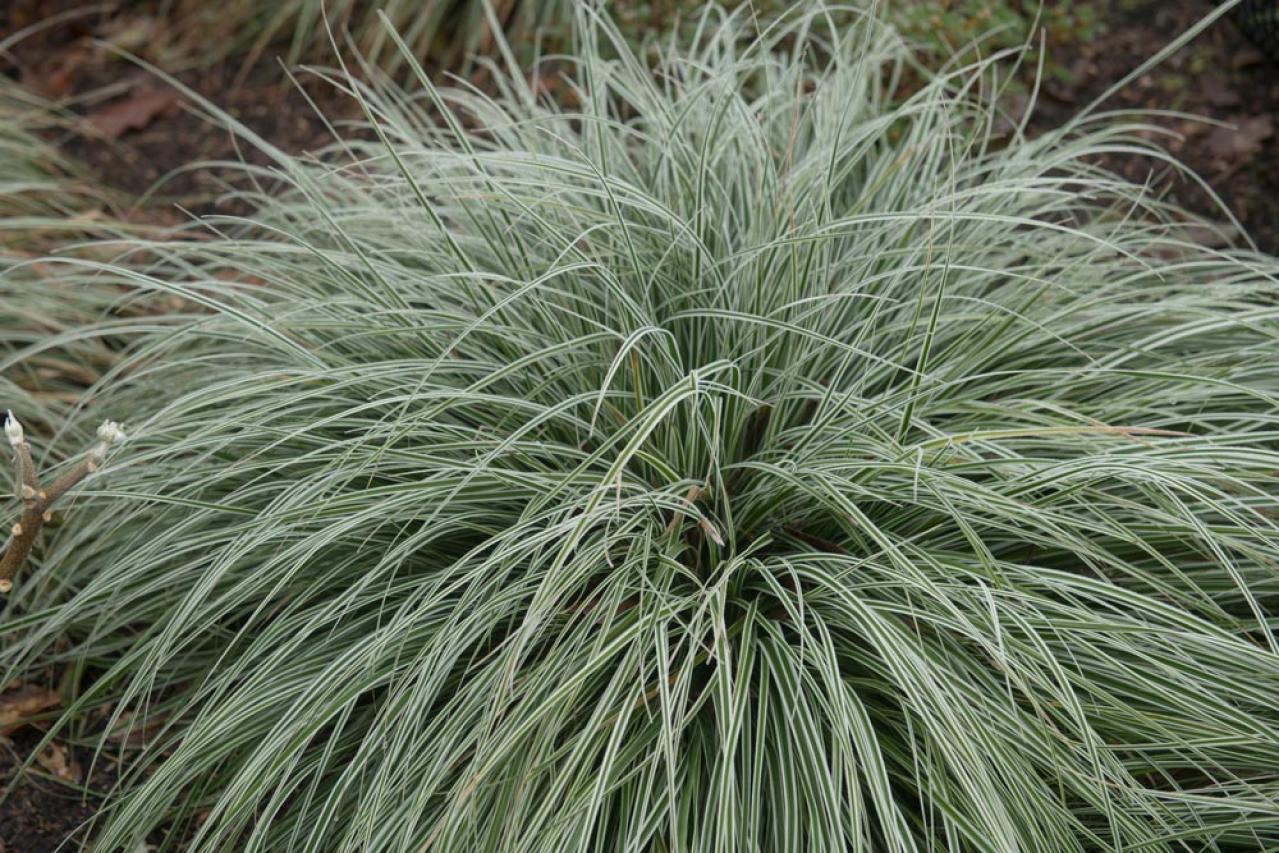 【ガーデニング】リーフプランツ3タイプで庭と寄せ植えをセンスよく！［リーフ9選］（画像19）