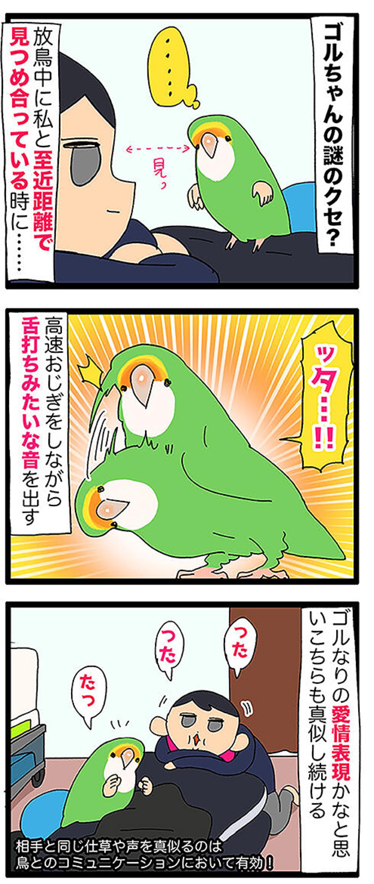 【鳥マンガ＃43】女帝インコの高速舌打ち…その意味は？／一人暮らしあるある？インコのバスタイムを邪魔したもの（画像4）