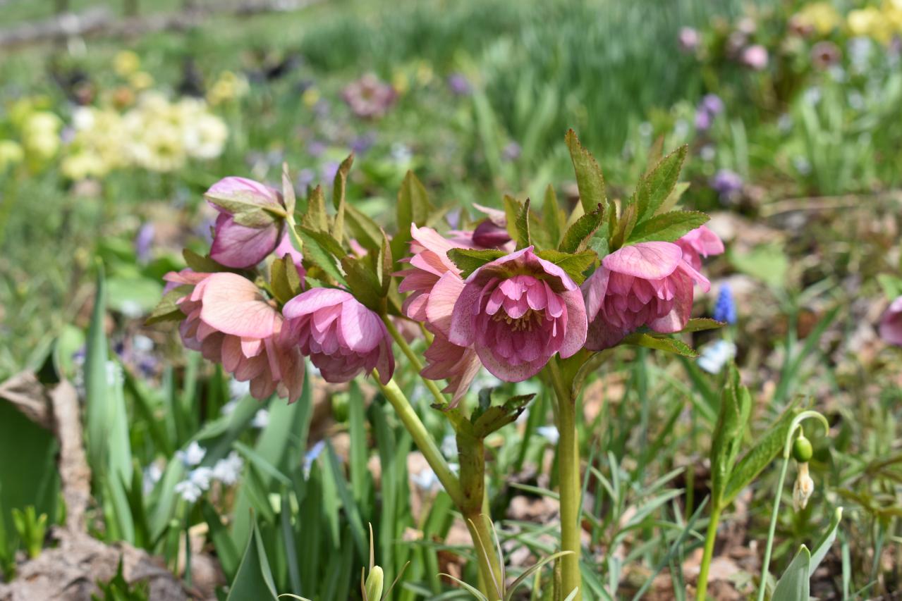連休後も狙い目！花旅のプロがすすめる【ガーデン2選】「ここにしかないオンリーワンの庭」とは？（画像5）