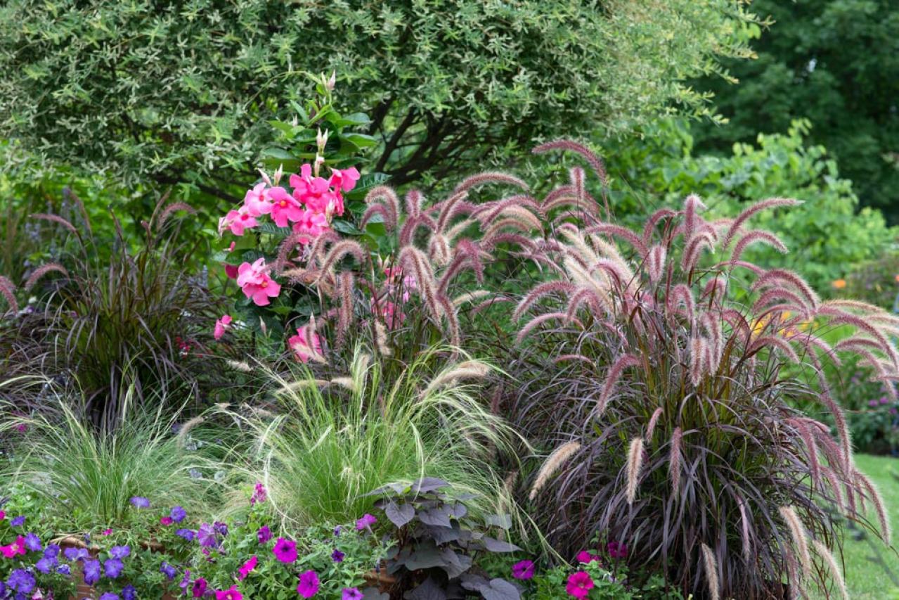 【ガーデニング】リーフプランツ3タイプで庭と寄せ植えをセンスよく！［リーフ9選］（画像18）