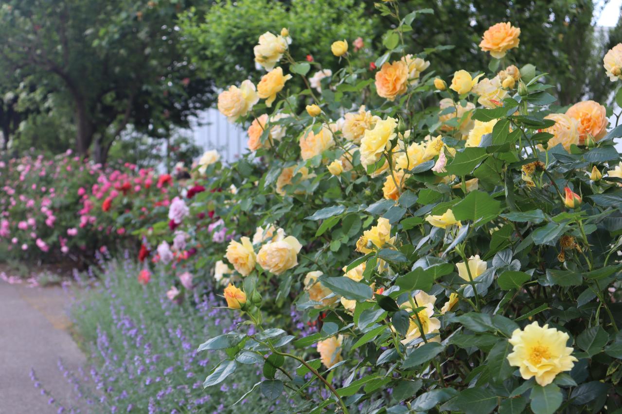 連休後も狙い目！花旅のプロがすすめる【ガーデン2選】「ここにしかないオンリーワンの庭」とは？（画像10）