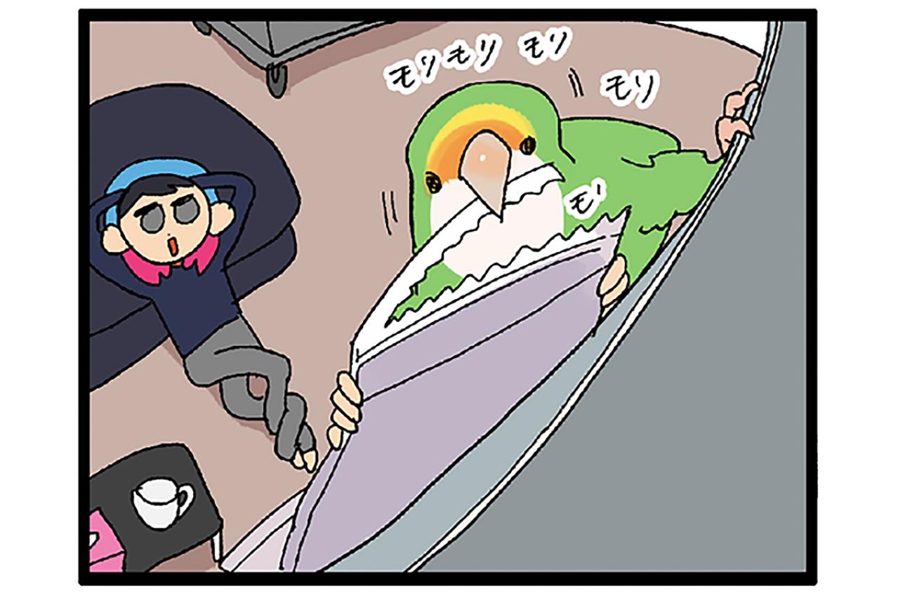 【鳥マンガ＃40】これでインコにパソコン作業を邪魔されないぞ！／壁掛けビタミン剤の悲劇