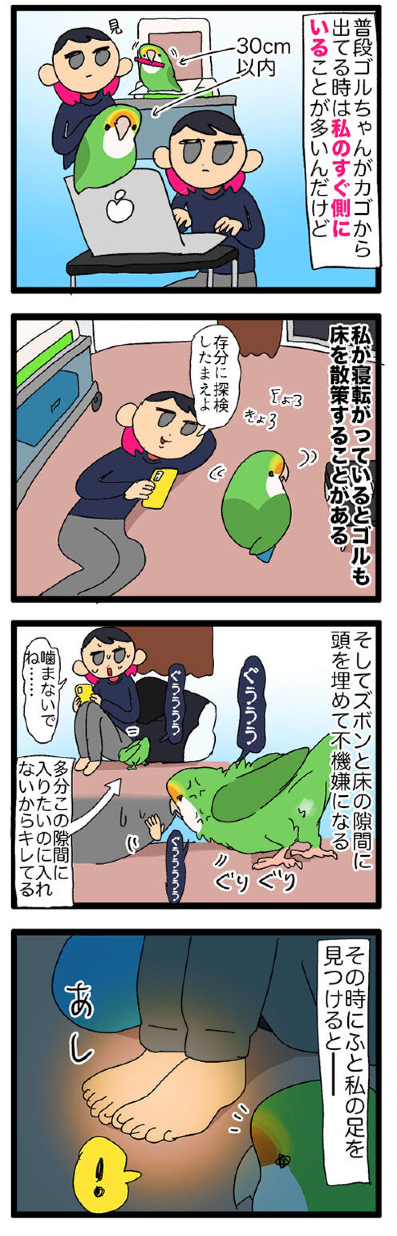 【鳥マンガ＃44】女帝インコに足を向けてはいけない／飼い主キュン死！ゴルちゃんが飼い主に頬寄せてきたら…（画像3）