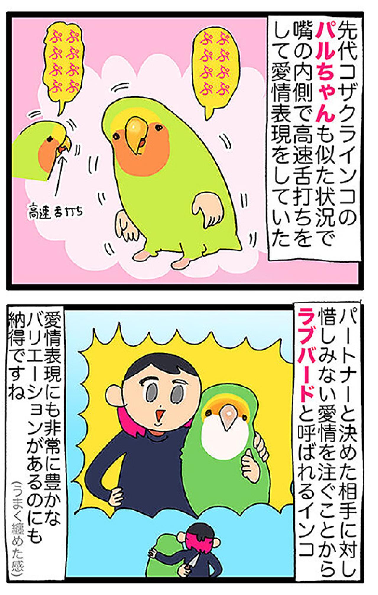 【鳥マンガ＃43】女帝インコの高速舌打ち…その意味は？／一人暮らしあるある？インコのバスタイムを邪魔したもの（画像5）