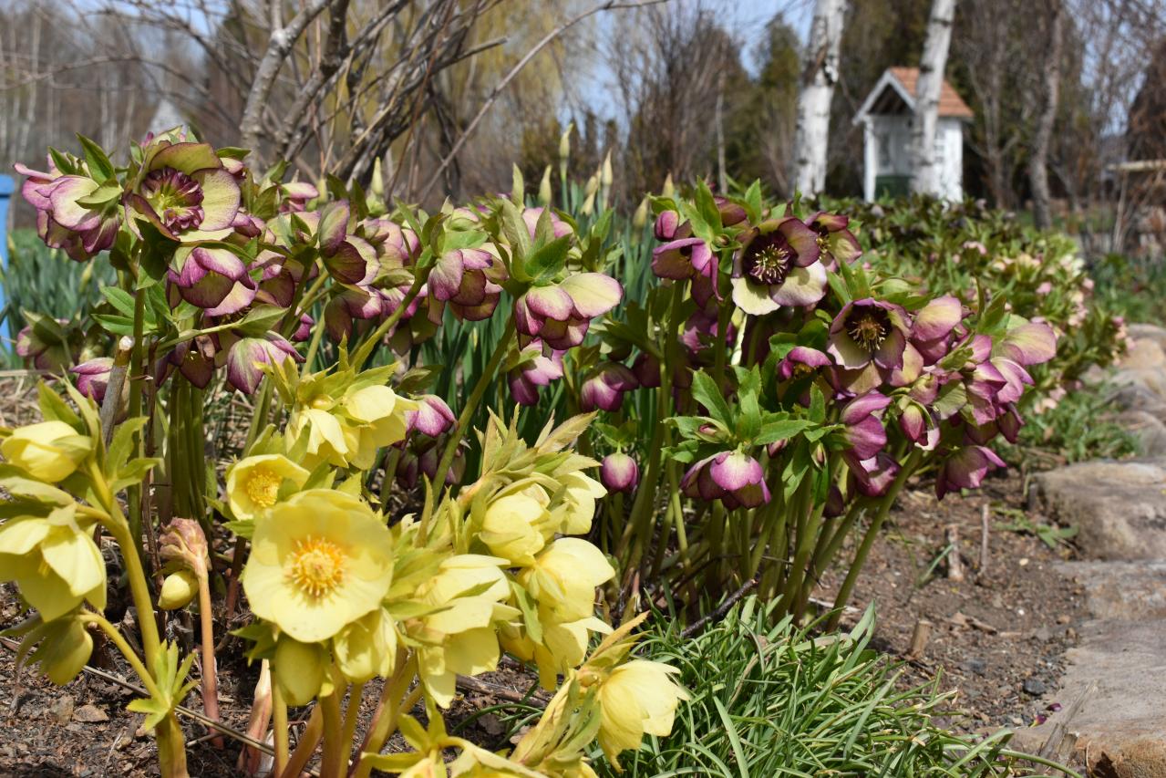 連休後も狙い目！花旅のプロがすすめる【ガーデン2選】「ここにしかないオンリーワンの庭」とは？（画像4）