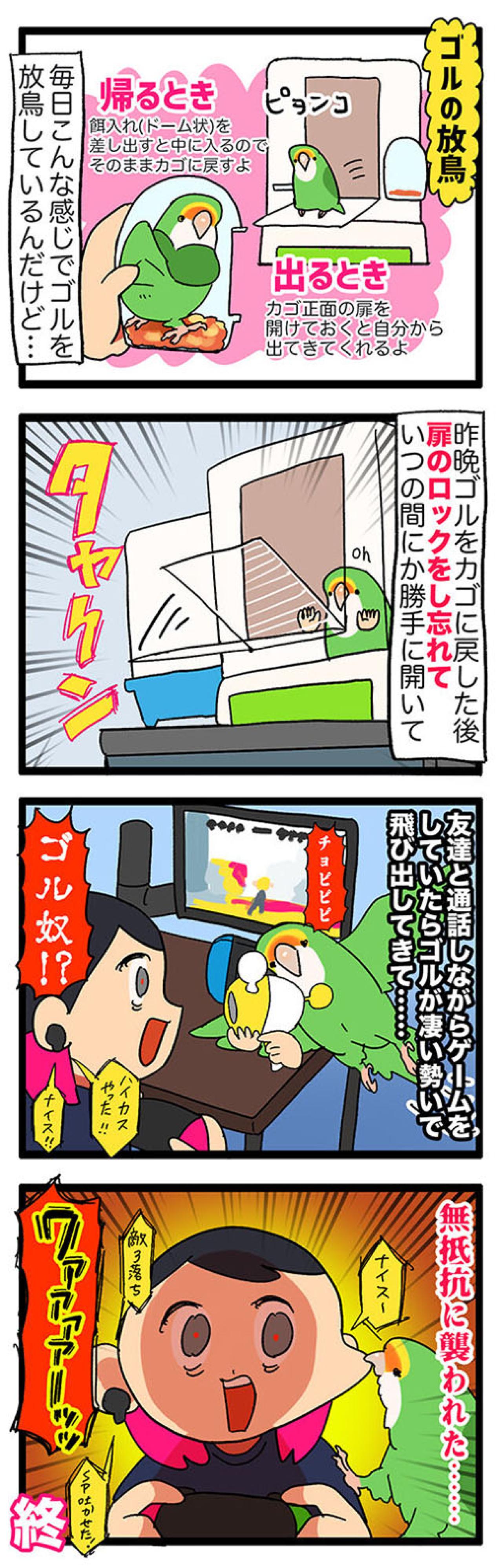 【鳥マンガ＃38】なんとも無駄なゴルちゃんの巣材集め／突如女帝インコに襲われる飼い主（画像4）