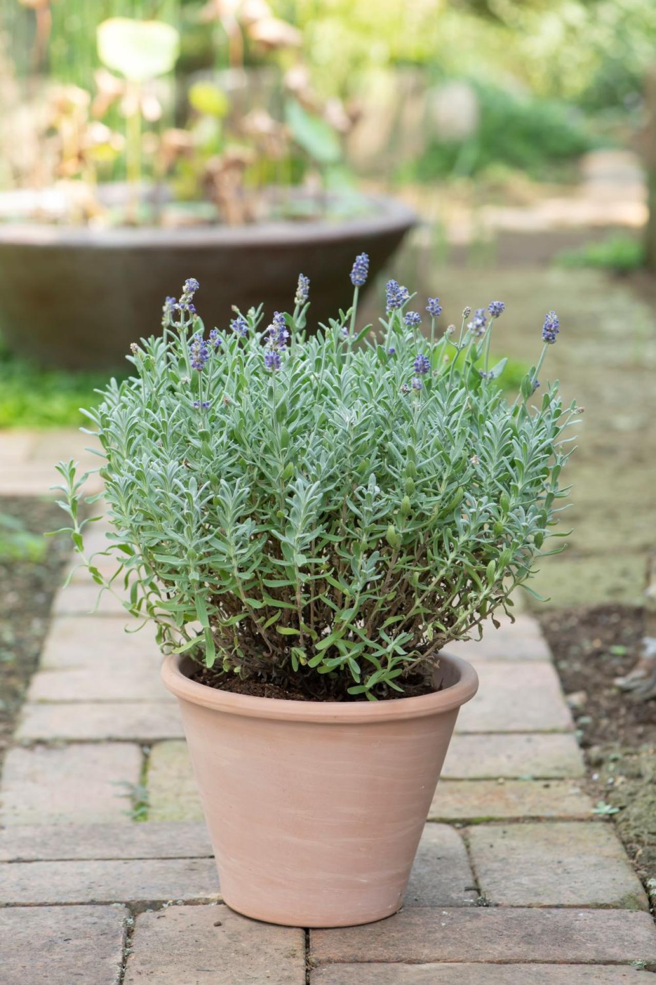 【ガーデニング】はじめてでもできる！鉢で育てるハーブ 単植＆寄せ植え（画像2）