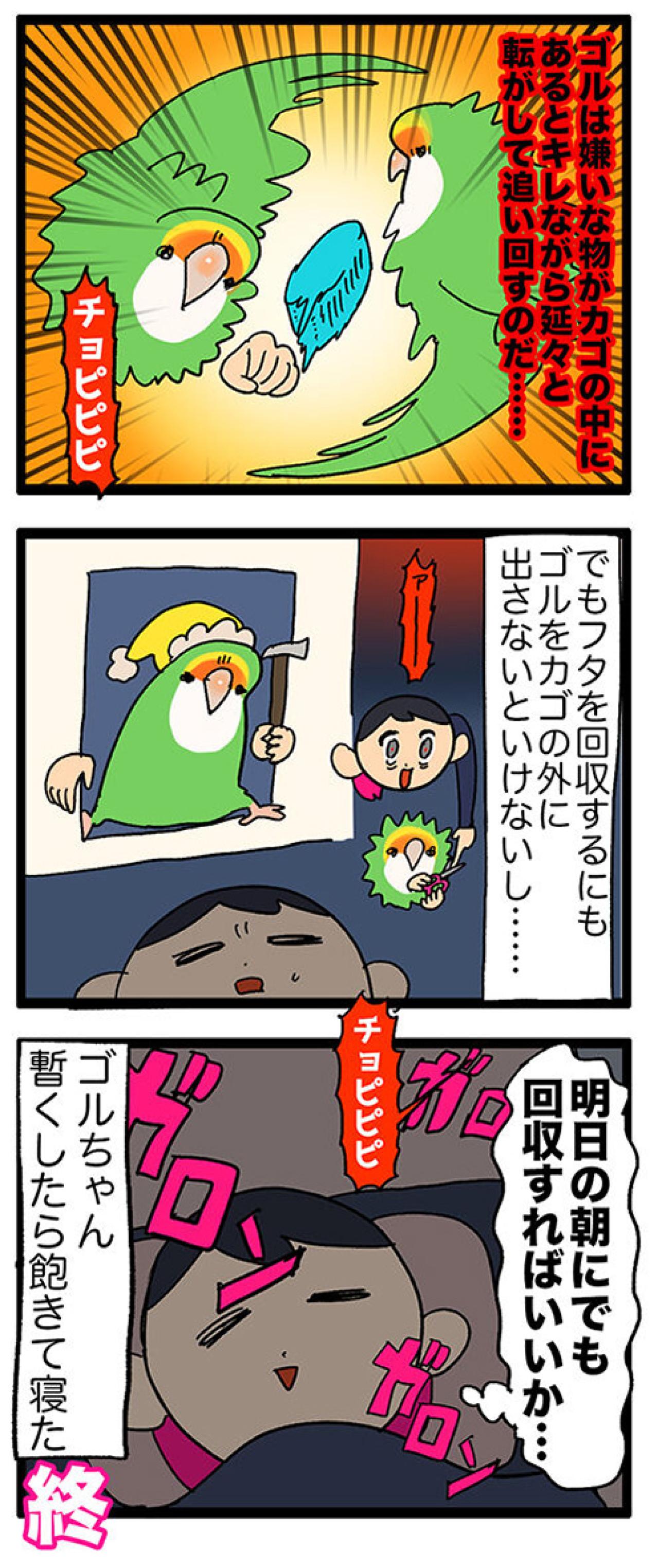 【鳥マンガ＃39】忙しい時間に散らばるインコの毛／おもちゃを絶対に許さないゴルちゃん（画像5）