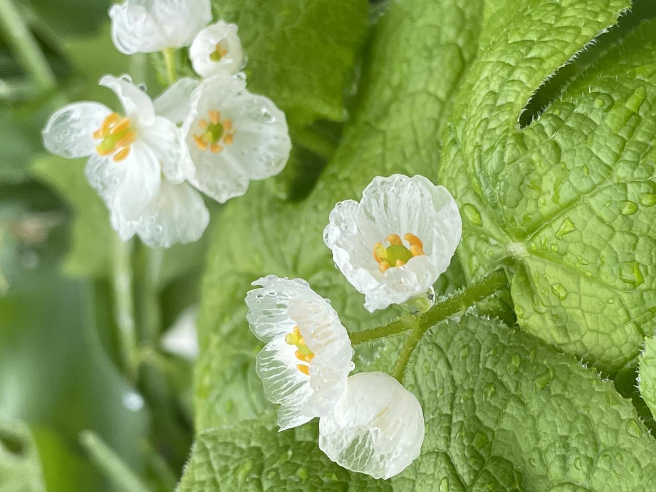 連休後も狙い目！花旅のプロがすすめる【ガーデン2選】「ここにしかないオンリーワンの庭」とは？（画像7）