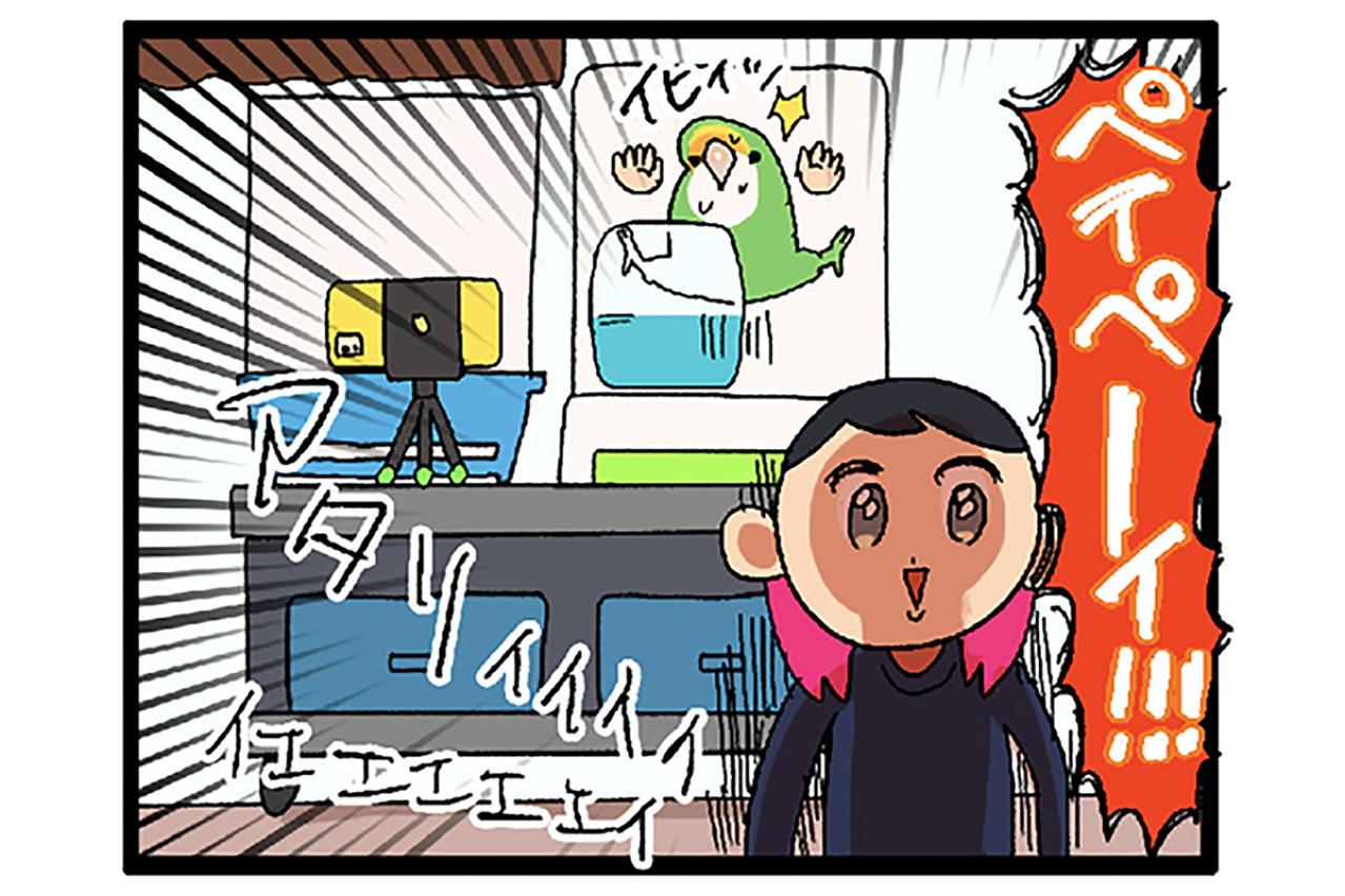 【鳥マンガ＃43】女帝インコの高速舌打ち…その意味は？／一人暮らしあるある？インコのバスタイムを邪魔したもの
