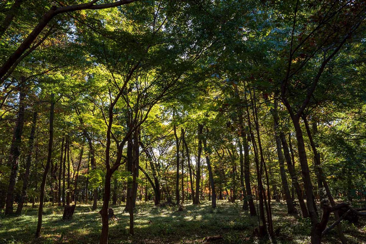 国木田独歩の『武蔵野』あらすじ紹介。誰もが引き込まれてやまない日本の自然と詩情を紡ぐ名作