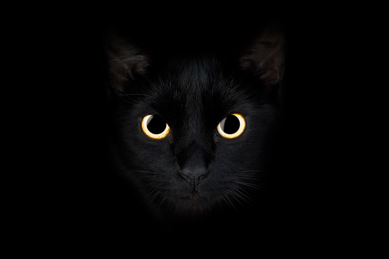 エドガー・アラン・ポーの『黒猫』あらすじ紹介。猫がもたらす人間の愛、そして狂気